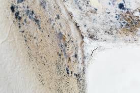 Best Black Mold Removal  in Premont, TX